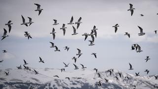 Erzurum'un sulak alanları göçmen kuşlarla şenlendi