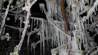 Kayseri'nin ilçelerini don vurdu