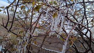 Yozgat’ta zirai don meyve ağaçlarını vurdu