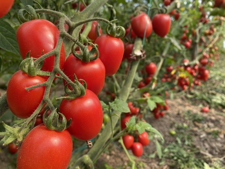 'Aradaki farkı kim yiyor' tepkisi! Onda 15 TL, markette 70 TL 'Başka geçim yolu arayacağım' G3