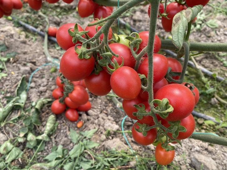 'Aradaki farkı kim yiyor' tepkisi! Onda 15 TL, markette 70 TL 'Başka geçim yolu arayacağım' G4