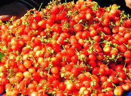 Kilosu 3 bin 500 TL'den alıcı buldu! Açık artırmayla satıldı