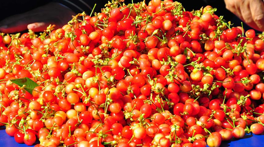 Kilosu 3 bin 500 TL'den alıcı buldu! Açık artırmayla satıldı