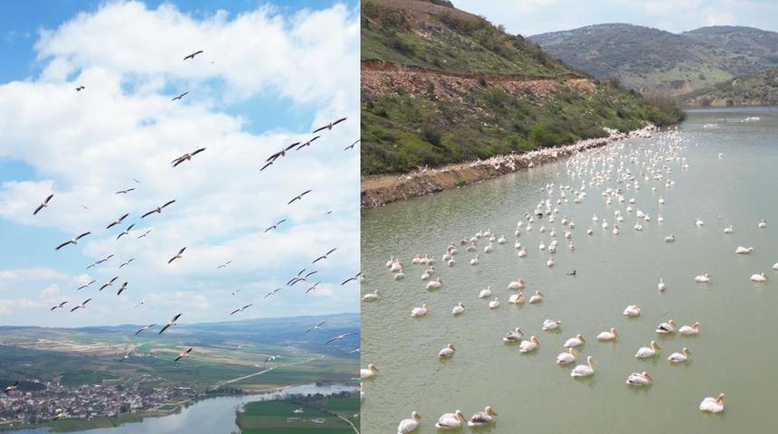 Bursa'da görüntülenen pelikanlar görenleri büyüledi