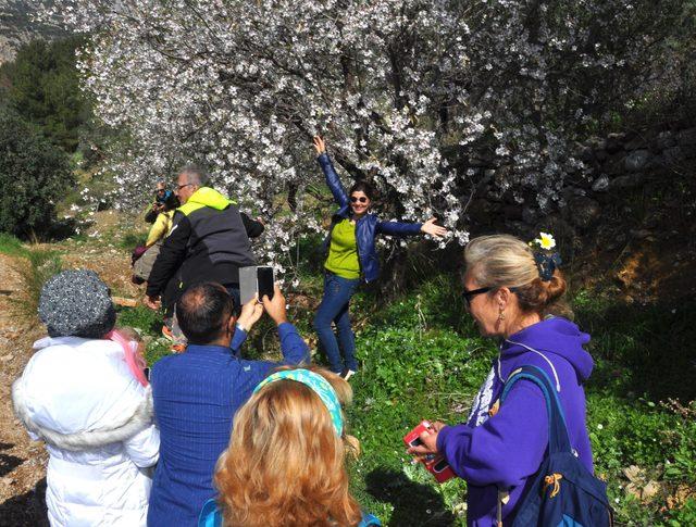 Yüzlerce doğa sevdalısı, badem ağaçları için yürüdü