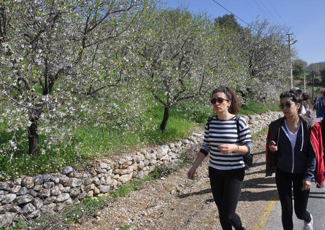 Yüzlerce doğa sevdalısı, badem ağaçları için yürüdü