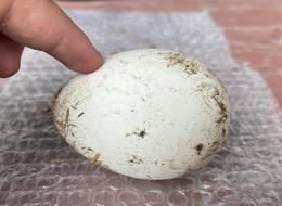 Gelir kapısı oldu! Sürekli soruyorlar, yoğun talep gelince... Türkiye'nin her yerine gönderiyorlar