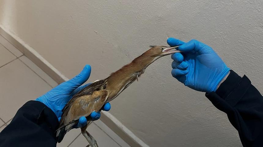 Erzurum'da bitkin halde bulunan küçük balaban ve sutavuğu tedavi altına alındı