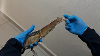 Erzurum'da bitkin halde bulunan küçük balaban ve sutavuğu tedavi altına alındı