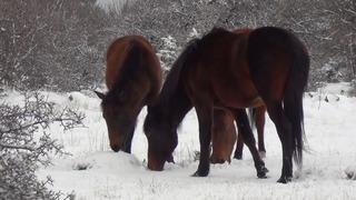 Ankara'nın Beypazarı ilçesinde karla kaplanan yaylada yılkı atları görüntülendi