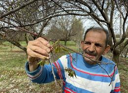 'Böyle afet görmedim' Zirai don meyve ağaçlarını vurdu! 'Fizyolojik yapısına da zarar verdi'