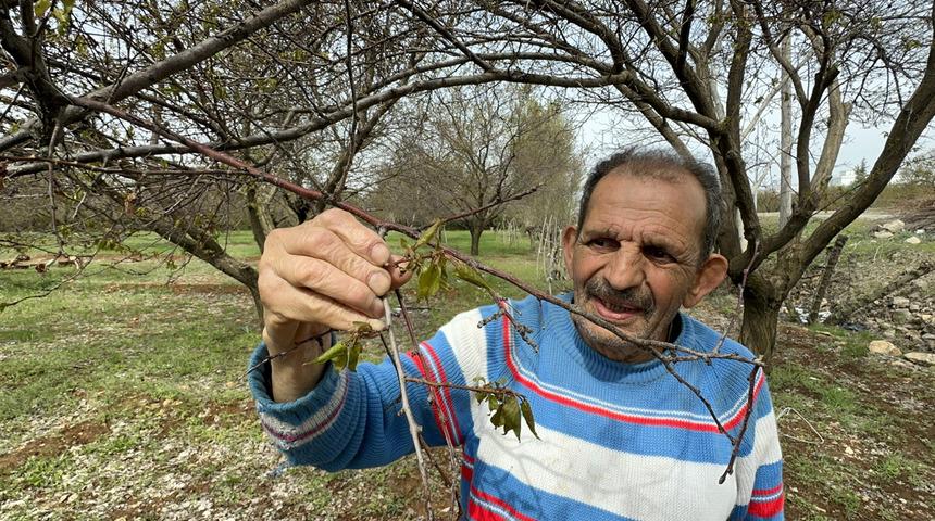 'Böyle afet görmedim' Zirai don meyve ağaçlarını vurdu! 'Fizyolojik yapısına da zarar verdi'
