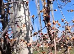 Don o ürünü de vurdu! 'Bu sene bulamayacağız' Rekoltede düşüş bekleniyor