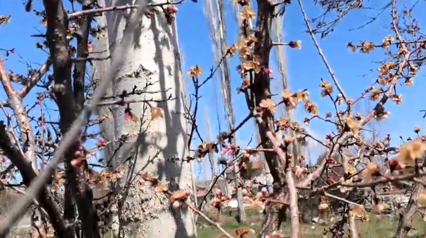 Don o ürünü de vurdu! 'Bu sene bulamayacağız' Rekoltede düşüş bekleniyor