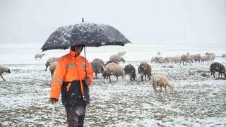 Muş’ta kar ve tipi küçükbaş hayvanları etkiledi