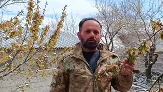 Yozgat’ta zirai don meyve ağaçlarını vurdu