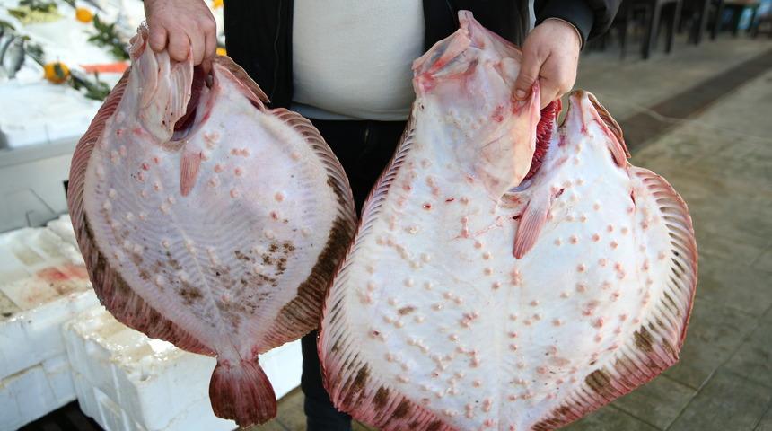 Ordu'daki balık tezgahlarında kalkan bereketi