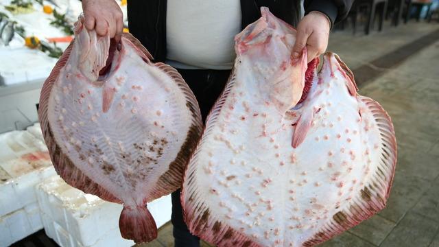 Ordu'daki balık tezgahlarında kalkan bereketi