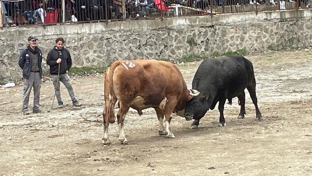Artvin’de boğa güreşi heyecanı