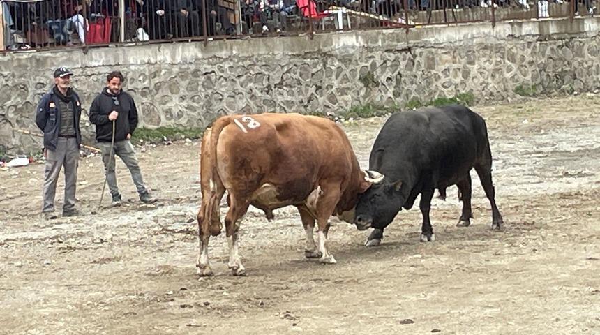 Artvin’de boğa güreşi heyecanı
