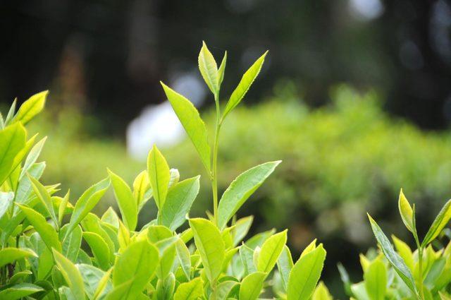 Türk beyaz çayından kanser ilacı üretimi için Japonya'da çalışma başlatıldı