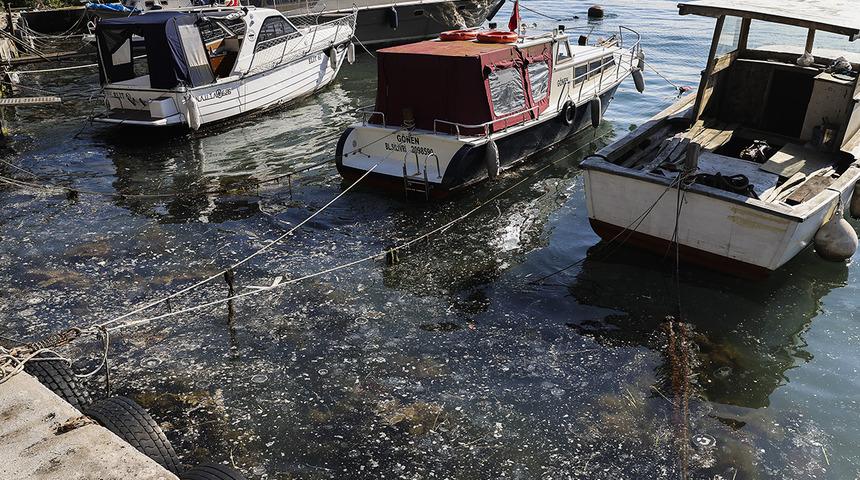 Kabus geri döndü! Beykoz sahilinde görüldü: 'Balık avlayamıyoruz'