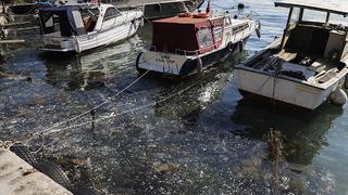 Kabus geri döndü! Beykoz sahilinde görüldü: 'Balık avlayamıyoruz'