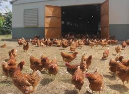 Tavuk yumurtası üretimi yıllık yüzde 10,8 azaldı