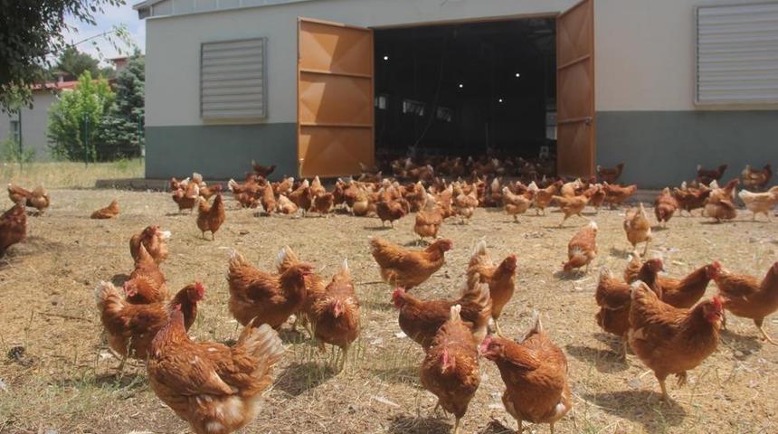 Tavuk yumurtası üretimi yıllık yüzde 10,8 azaldı
