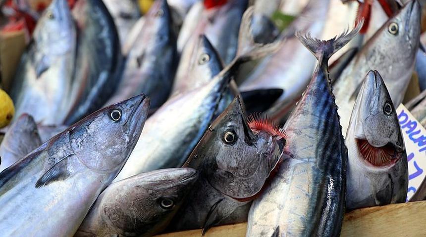Palamut bu sezon yüz güldürdü
