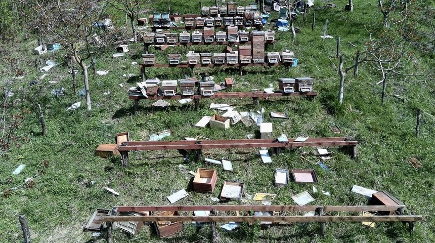 Sinop'ta ayılar arı kovanlarına zarar verdi