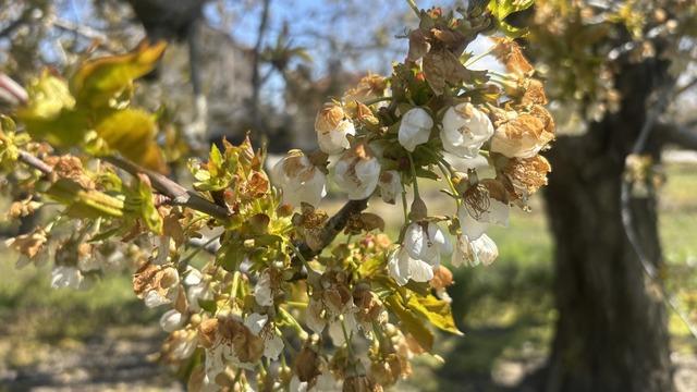 Konya'da zirai don nedeniyle kiraz ağaçları zarar gördü