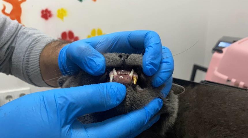 Zonguldak'ta dişi kırılan kediye, 1,4 gramlık altın diş takıldı