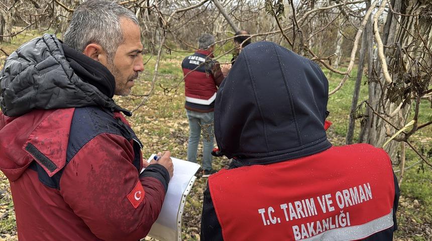 Adıyaman'da zirai dondan etkilenen meyve bahçelerinde zarar tespit çalışmaları başladı