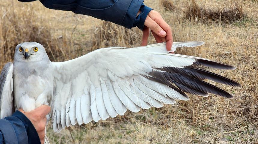 Iğdır'da bozkır delicesinden şahine 13 kuş uydu vericisiyle takibe alındı