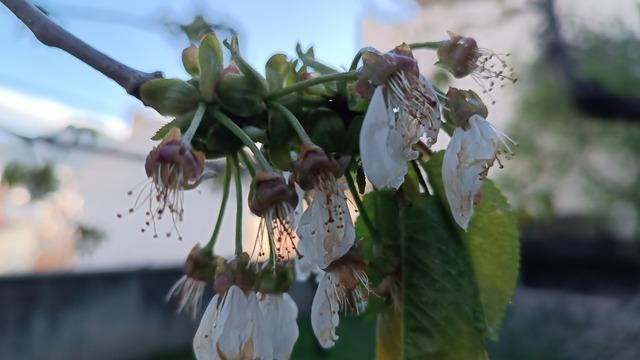 Tosya'da zirai dondan 6 bin 725 dekar alan etkilendi