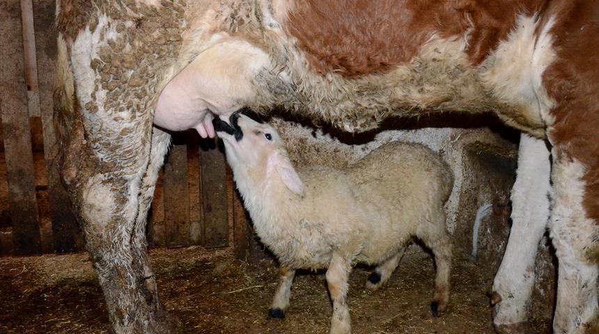 Annesi ölen kuzuyu "Sarıkız" isimli inek emziriyor
