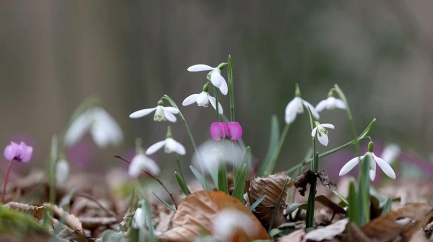 Kırklareli'nin Longoz Ormanları bahara merhaba dedi