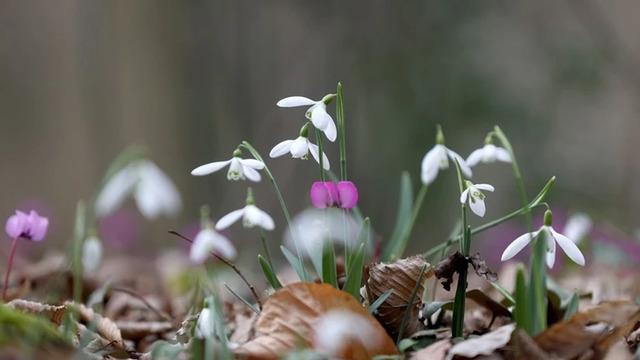 Kırklareli'nin Longoz Ormanları bahara merhaba dedi