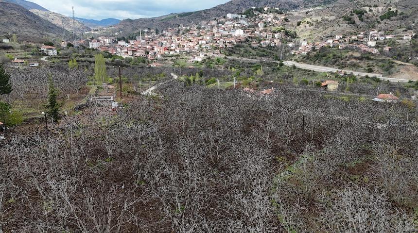 Çorum'da zirai dondan etkilenen ceviz bahçeleri havadan görüntülendi