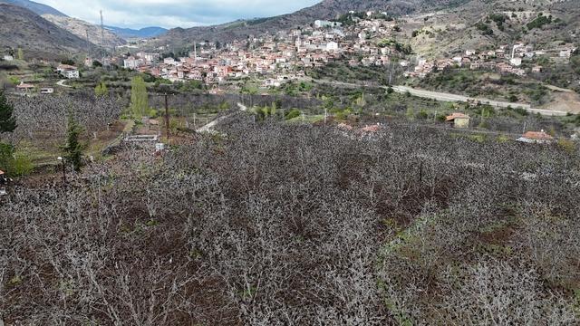 Çorum'da zirai dondan etkilenen ceviz bahçeleri havadan görüntülendi