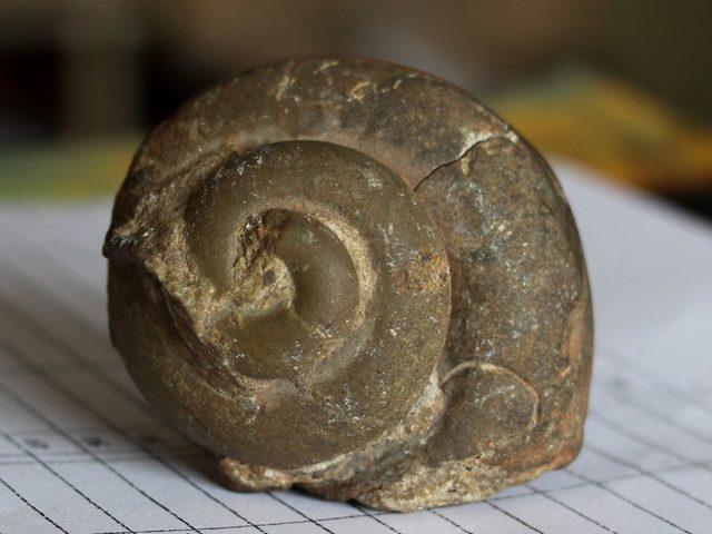 65 milyon yıllık ammonit fosili