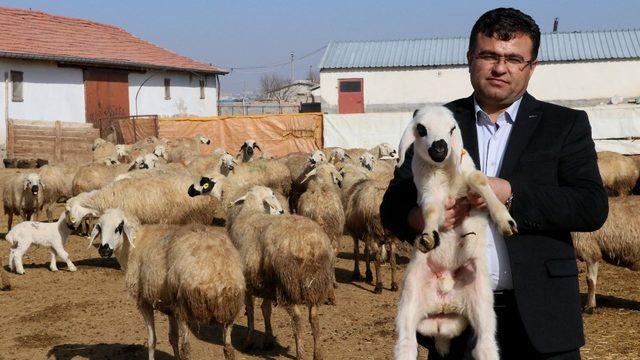 Damızlık Koyun Keçi Yetiştiricileri Birliğinden yerli hayvanlara destek talebi