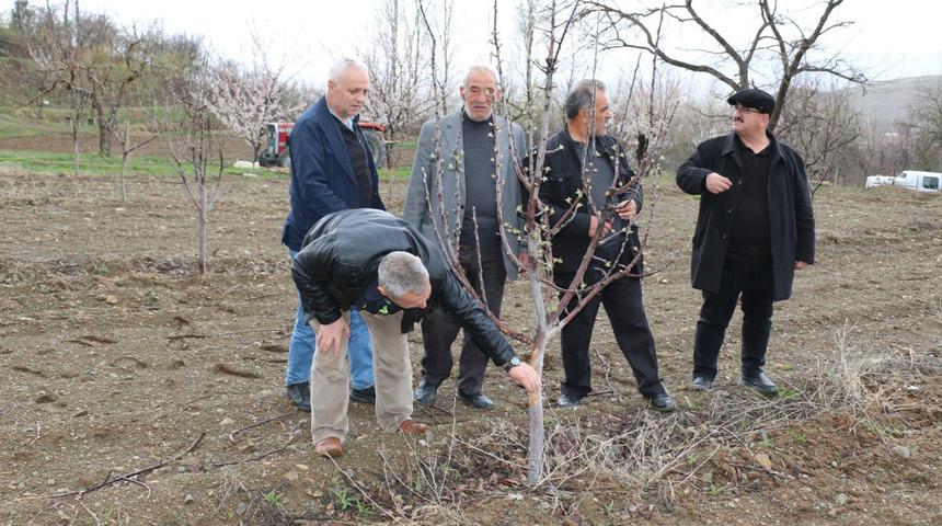 Aç kalan tavşanlar fidanları kemirdi! Meyve bahçeleri zarar gördü
