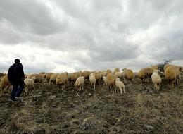 Çoban baronları! Küçükbaş hayvancılık yapanların başına bela oldular: 70 bin çobana, 20 bin komisyoncuya