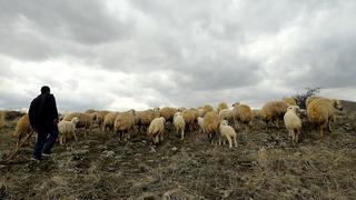 Çoban baronları! Küçükbaş hayvancılık yapanların başına bela oldular: 70 bin çobana, 20 bin komisyoncuya