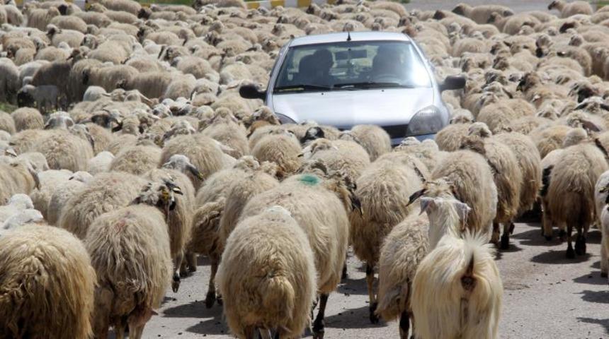 Besiciler kışı atlattı, hayvanları otlatacak çoban bulma derdine düştü