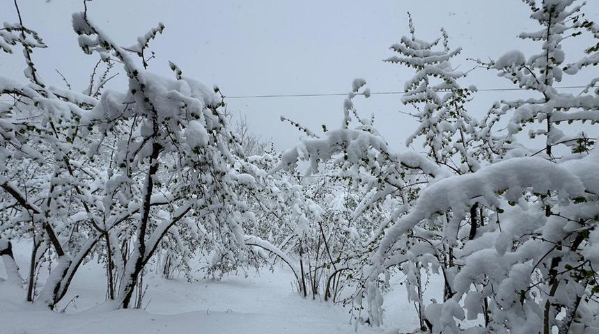 Yaşanan zirai don özellikle yüksek kesimlerde tarım alanlarında ciddi zarar verdi