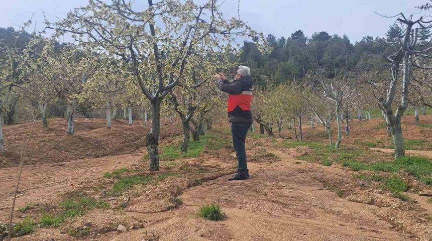 Gediz’de zirai don hasar tespit çalışmaları başlatıldı