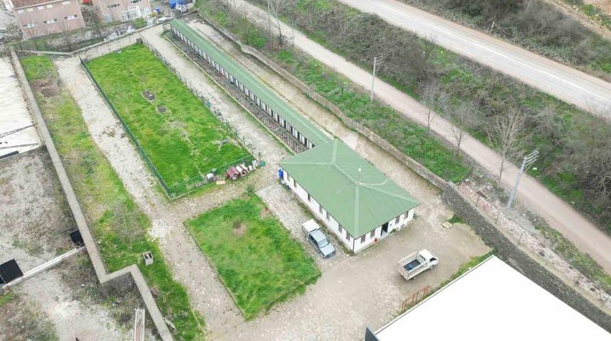 Osmaneli'de sokak hayvanları için yeni adım